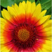 Arzuman Ay Yıldız (Gaillardia) Çiçek Tohumu 50 Adet thumbnail 1