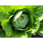 Arzuman Yedikule Marul 10 Gram - 1