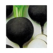 Arzuman Siyah Turp Tohumu 10 Gram thumbnail 3