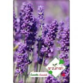 Arzuman Lavanta Çiçeği Tohumu (100 Adet) - 1