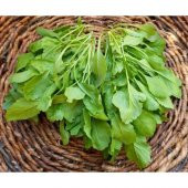 Arzuman Tere Tohumu (25 Gr) Arzuman thumbnail 2