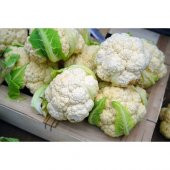 Arzuman Karnabahar Tohumu 500lü thumbnail 4