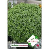 Arzuman Küçük Çiftlik Top Reyhan (Fesleğen) (100 Adet) - 1
