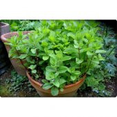 Arzuman Nane Tohumu (100 Adet) Keskin Kokulu thumbnail 5