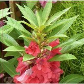 Arzuman Türbe Çiçeği (Impatiens Balsamina) Çiçek Tohumu 30 Adet thumbnail 1