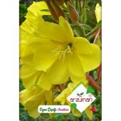 Arzuman Ezan Çiçeği Tohumu (100 Adet) Çiçeklerini Akşam Açar thumbnail 1