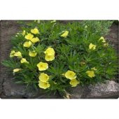 Arzuman Ezan Çiçeği Tohumu (100 Adet) Çiçeklerini Akşam Açar thumbnail 2