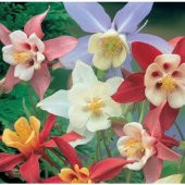 Arzuman Yer Küpelisi 100 Tohum - 1