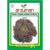 Arzuman Kırmızı Kıvırcık Marul Marul 5 gr - 1