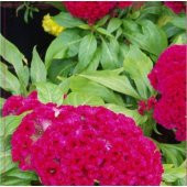 Arzuman Horozibiği (Celosia) Çiçek Tohumu 100 Adet - 1