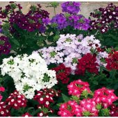 Arzuman Mine Çiçeği 50 Tohum - 1