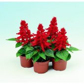 Arzuman Ateş Çiçeği (Salvia Splendes) 30 Adet - 1