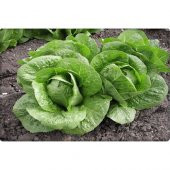 Arzuman Yedikule Marul Tohumu (10 Gr)Göbekli Marul - 2