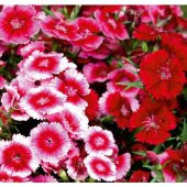 Arzuman Çin Karanfili (Dianthus Chinensis) Çiçek Tohumu 100 Adet thumbnail 1