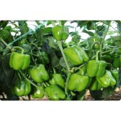 Arzuman Dolma Biber Tohumu İnce Kabuk 10 gr thumbnail 1