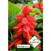 Arzuman Ateş Çiçeği Salvia Splendes 30lu - 1