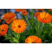 Arzuman Portakal Nergisi Tohumu 30lu thumbnail 1