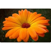 Arzuman Portakal Nergisi Tohumu 30lu thumbnail 4