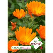 Arzuman Portakal Nergisi 30lu - 1