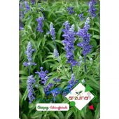 Arzuman Adaçayı Tohumu (50 Adet) thumbnail 1