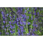 Arzuman Adaçayı Tohumu (50 Adet) thumbnail 2