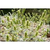 Arzuman Adaçayı Tohumu (50 Adet) thumbnail 3