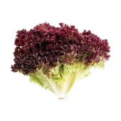 Arzuman Kırmızı Marul Tohumu (Kırmızı Kıvırcık) 5 gr - 2