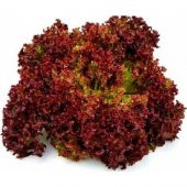 Arzuman Kırmızı Marul Tohumu (Kırmızı Kıvırcık) 5 gr - 3