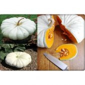 Arzuman Balkabağı Tohumu Arıcan 97 (10 gr) En Iyi Çeşit thumbnail 4