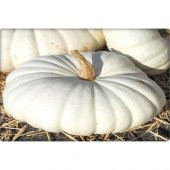 Arzuman Balkabağı Tohumu Arıcan 97 (10 gr) En Iyi Çeşit thumbnail 5