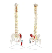 Femur Eklemli Omurga İskeleti 85 Cm (Yarım Kas, Omurlik Sinir Modeli) Model 11 - 1
