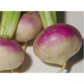 Turp Şalgam Tohumu(10 Gr) - 1