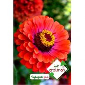 Beyebeğendi Çiçek Tohumu (30 Adet) - 1