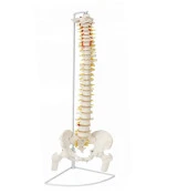 Femur Eklemli Omurga İskeleti 85 Cm (Omurilik Ve Sinir Modeli) Model 14 - 1