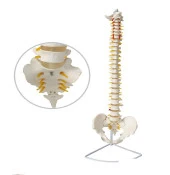 Omurga İskeleti 85 Cm (Omurilik Ve Sinir Modeli) Model 15 - 1
