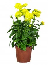 Yıldız Çiçeği Sarı (Dahlia Pinnata) - 1