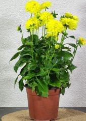 Yıldız Çiçeği Sarı (Dahlia Pinnata) - 3