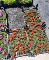 Pembe  İpek Çiçeği(Kedi Tırnağı) 45 Adet Kasada Gerçek Fotolar - 2
