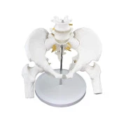 Femur Eklemli Pelvis (Leğen) Maketi Model 17 - 1
