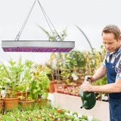 Juhefa Full Spektrum Uv Ir Bitki Yetiştirme Lambası - 2