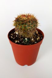 Parodia Erubescens Özel Tür Kaktüs 5.5 cm Saksıda - 1
