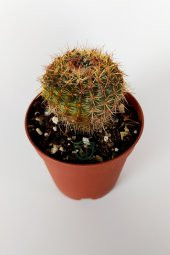 Parodia Erubescens Özel Tür Kaktüs 5.5 cm Saksıda - 2