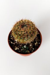 Parodia Erubescens Özel Tür Kaktüs 5.5 cm Saksıda - 3