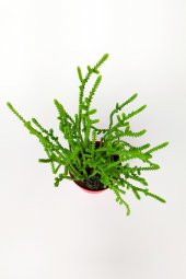 Prenses Çamı Crassula Muscosa Sukulent 8.5 cm Kırmızı Saksıda - 3