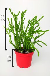 Prenses Çamı Crassula Muscosa Sukulent 8.5 cm Kırmızı Saksıda - 4