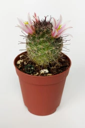 Mammillaria Bombycina Çengel Dikenli Pembe Çiçekli Kaktüs 5.5 cm Saksıda - 1