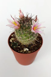 Mammillaria Bombycina Çengel Dikenli Pembe Çiçekli Kaktüs 5.5 cm Saksıda - 2