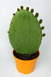 Dikenli İncir Saksıda Hint İnciri Kaynana Dili Frenk Yemişi Kürek Yemişi 19 cm Turuncu Saksıda thumbnail 1