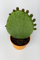 Dikenli İncir Saksıda Hint İnciri Kaynana Dili Frenk Yemişi Kürek Yemişi 19 cm Turuncu Saksıda thumbnail 2