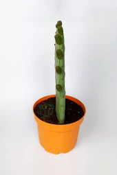 Dikenli İncir Saksıda Hint İnciri Kaynana Dili Frenk Yemişi Kürek Yemişi 19 cm Turuncu Saksıda thumbnail 3